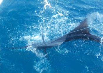 The Allure of Deep-Sea Fishing in Barbados