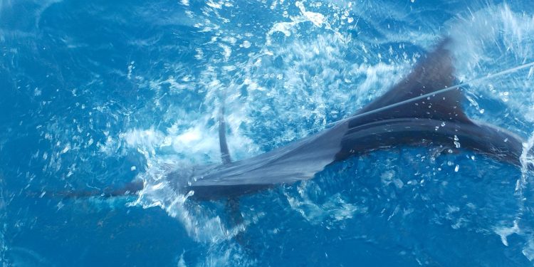 The Allure of Deep-Sea Fishing in Barbados