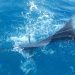 The Allure of Deep-Sea Fishing in Barbados