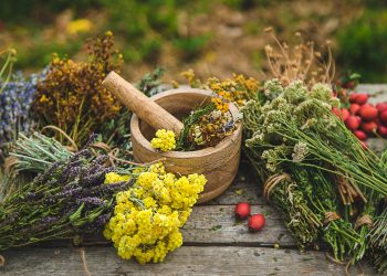 5 Antifungal Herbs for Natural Healing: Herbal Remedies for Health Enthusiasts