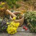 5 Antifungal Herbs for Natural Healing: Herbal Remedies for Health Enthusiasts