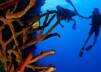 Discover One of the Best Dive Sites in the World on This Caribbean Island