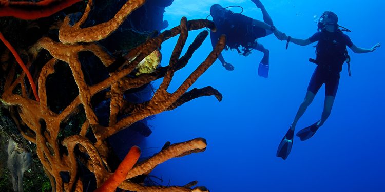 Discover One of the Best Dive Sites in the World on This Caribbean Island