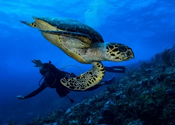 Explore the Best Caribbean Beach for Sea Turtle Adventures