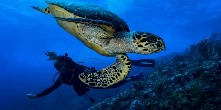 Explore the Best Caribbean Beach for Sea Turtle Adventures