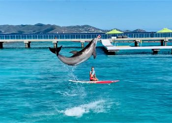 Why Coral World is St. Thomas’ Can’t-Miss Destination