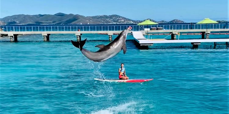 Why Coral World is St. Thomas’ Can’t-Miss Destination
