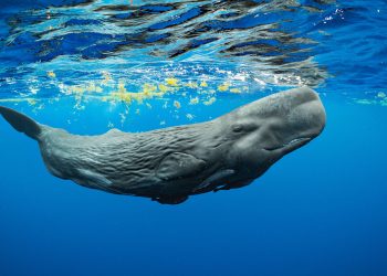 Up Close with Sperm Whales – Your Ultimate Dominica Adventure