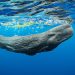 Up Close with Sperm Whales – Your Ultimate Dominica Adventure