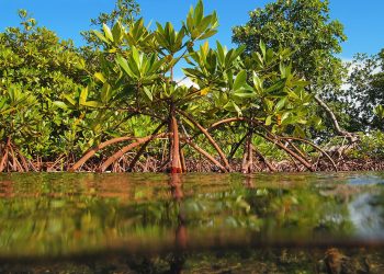 Saving Paradise: The Fight for Cayman’s Fragile Ecosystems