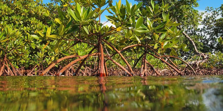 Saving Paradise: The Fight for Cayman’s Fragile Ecosystems