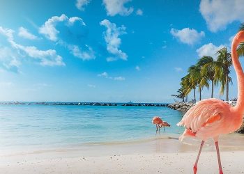 Discover the Caribbean’s Most Enchanting Pink Sand Beaches